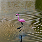 Solar Flamingo